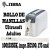 Zebra 10015355K, Rollo de Manillas Ultrasoft Adultos 1 x 11, para impresora HC100, 175 Unidades